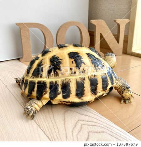 The back of a Russian tortoise staring at its name The back of a Russian tortoise staring at its name 137397679