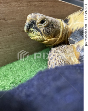 Russian tortoise with food stains on its face 137397681