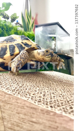 A Russian tortoise happily descending a slope 137397682