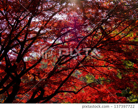 紅色秋葉 紅色秋葉 137397722