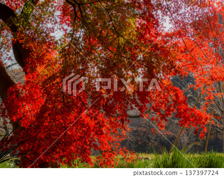 Bright red autumn leaves 137397724