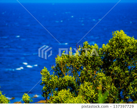 樹木和海洋 137397729