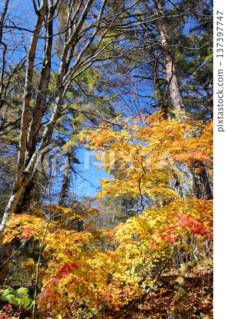 賁磐台五色沼自然步道：大楓樹的秋葉 137397747