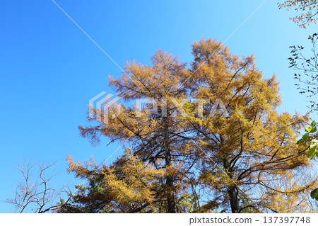 賁磐台五色沼自然步道，落葉鬆的黃葉 137397748