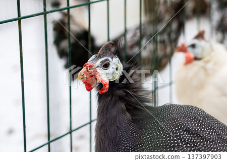 Vigilant guineafowl captured in sharp focus with detailed plumage and farm backdrop 137397903