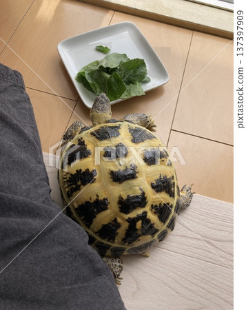Russian tortoise eating food by the window Russian tortoise eating food by the window 137397909