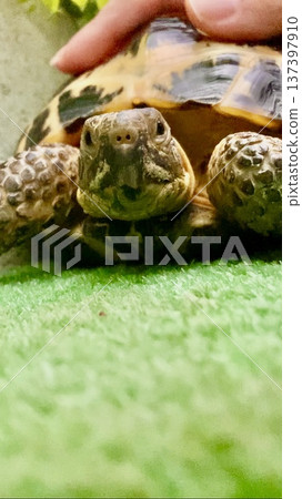 A Russian tortoise having its shell stroked A Russian tortoise having its shell stroked 137397910