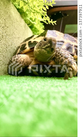 A relaxing Russian tortoise A relaxing Russian tortoise 137397911