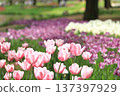 鬱金香 137397929