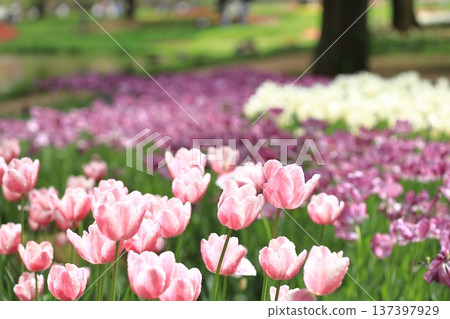 Tulip 137397929