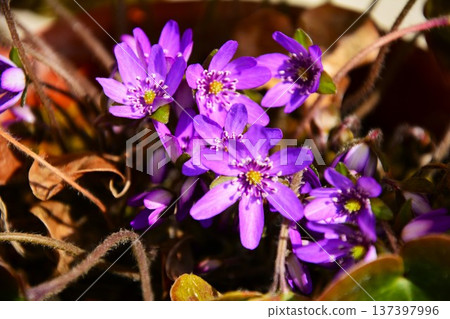 紫色雪螃蟹花 137397996