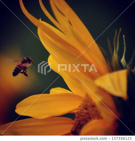 Vibrant sunflowers and bees Vibrant sunflowers and bees 137398125