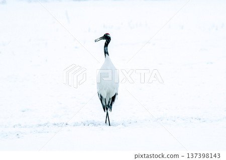 雪天姿勢 雪天姿勢 137398143