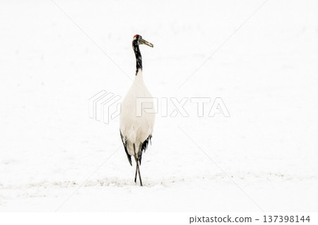 Snowy day pose Snowy day pose 137398144