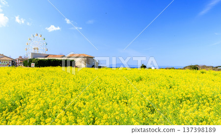 在Soleil山上的油菜田和富士山 137398189