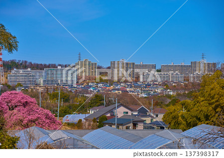 Kawazu cherry blossoms and a view of Inagi City, Tokyo (Sakahama, Nagamine 2-chome, 3-chome, etc.) Kawazu cherry blossoms and a view of Inagi City, Tokyo (Sakahama, Nagamine 2-chome, 3-chome, etc.) 137398317