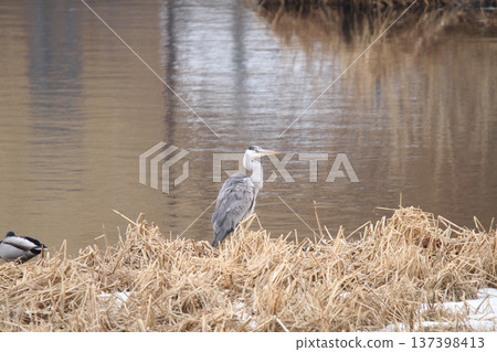 蒼鷺(Ardea cinerea),北海道的一種野鳥 蒼鷺(Ardea cinerea),北海道的一種野鳥 137398413