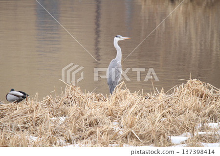 Grey Heron, Ardea cinerea, a wild bird of Hokkaido Grey Heron, Ardea cinerea, a wild bird of Hokkaido 137398414