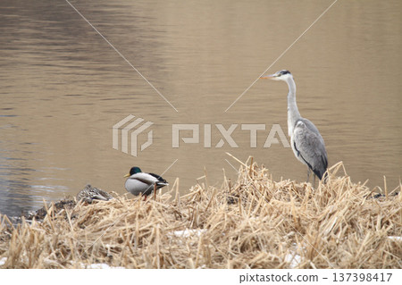 Grey Heron, Ardea cinerea, a wild bird of Hokkaido Grey Heron, Ardea cinerea, a wild bird of Hokkaido 137398417
