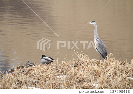 Grey Heron, Ardea cinerea, a wild bird of Hokkaido Grey Heron, Ardea cinerea, a wild bird of Hokkaido 137398418
