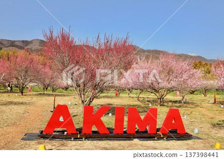 Akima Plum Grove, Spring, Plum, Gunma Akima Plum Grove, Spring, Plum, Gunma 137398441