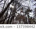 Sun shining into the forest. Winter scenery 137398442