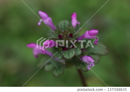 Pink henbit flowers blooming on the roadside in early spring Pink henbit flowers blooming on the roadside in early spring 137398635