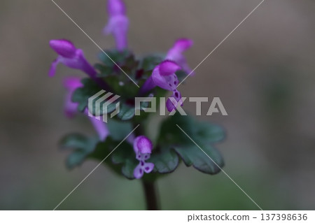 早春時節，路邊盛開著粉紅色的野芝麻花。 137398636