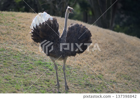 An ostrich spreads its wings in a heart shape to call its mates 137398842