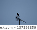 長著觸角的烏鴉 137398859