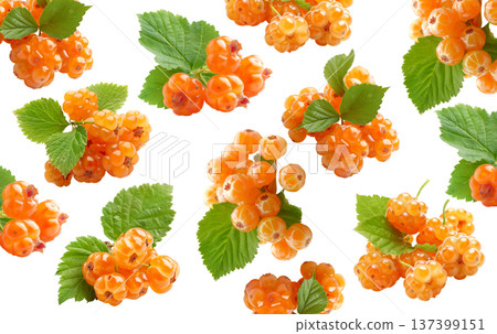 Fresh cloudberries with green leaves arranged in seamless pattern on white background, concept of fruit harvest and freshness Fresh cloudberries with green leaves arranged in seamless pattern on white background, concept of fruit harvest and freshness 137399151