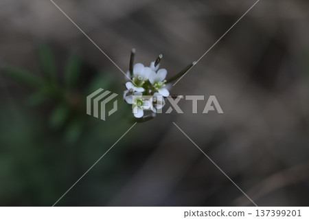 早春時節,路邊盛開著白色的小碎米薺花。 早春時節,路邊盛開著白色的小碎米薺花。 137399201
