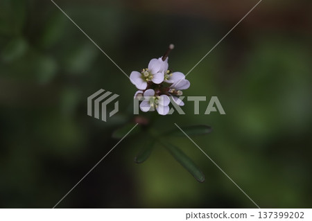 早春時節,路邊盛開著白色的小碎米薺花。 早春時節,路邊盛開著白色的小碎米薺花。 137399202