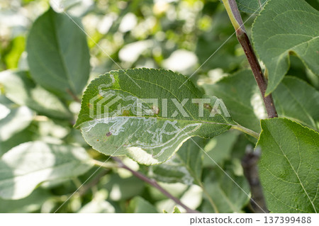 Close-up of green leaf infested with leaf miner larvae. Twisted marks within leaf tissue indicate pest infestation plant disease. Crop damage Close-up of green leaf infested with leaf miner larvae. Twisted marks within leaf tissue indicate pest infestation plant disease. Crop damage 137399488