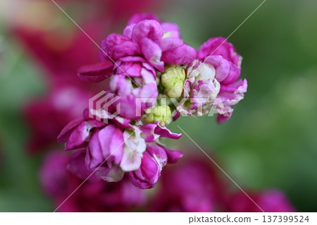 紫花 紫花 137399524