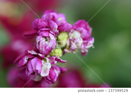 Pink flowers Pink flowers 137399529