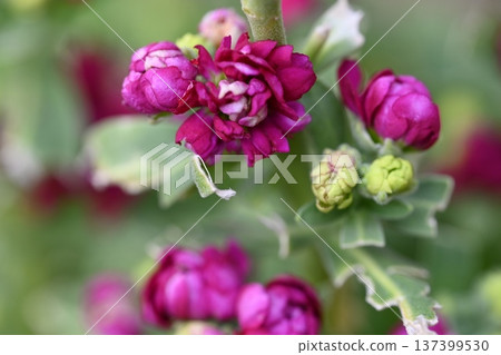 Pink flowers Pink flowers 137399530