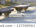 A small bird that appeared in the park, the Japanese Wagtail 137399561