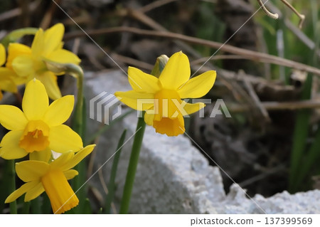 Small yellow daffodil (tetatat) flowers blooming in a garden in early spring Small yellow daffodil (tetatat) flowers blooming in a garden in early spring 137399569