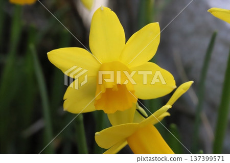 Small yellow daffodil (tetatat) flowers blooming in a garden in early spring 137399571