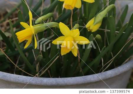早春時節,花園裡盛開著小小的黃色水仙花(tetatat)。 早春時節,花園裡盛開著小小的黃色水仙花(tetatat)。 137399574