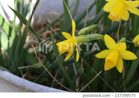 早春時節,花園裡盛開著小小的黃色水仙花(tetatat)。 早春時節,花園裡盛開著小小的黃色水仙花(tetatat)。 137399575