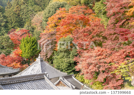 Autumn leaves in the grounds of Yokokuji Temple (Yanagidani Kannon Temple), Nishiyama, Nagaokakyo City, Kyoto Prefecture (view from the central approach) 137399668
