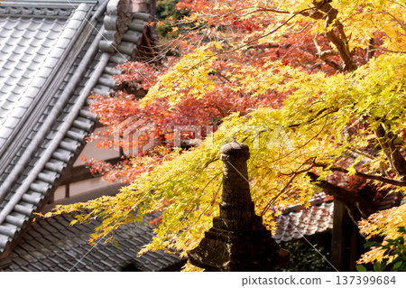 京都府長岡京市西山橫國寺(柳谷觀音寺)院內的秋葉(從岩力稻荷神社俯瞰淨土庭園的楓樹) 京都府長岡京市西山橫國寺(柳谷觀音寺)院內的秋葉(從岩力稻荷神社俯瞰淨土庭園的楓樹) 137399684