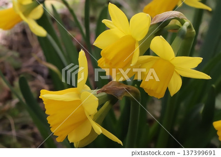 早春時節,花園裡盛開著小小的黃色水仙花(tetatat)。 早春時節,花園裡盛開著小小的黃色水仙花(tetatat)。 137399691