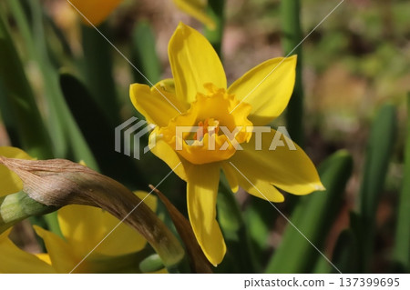 早春時節,花園裡盛開著小小的黃色水仙花(tetatat)。 早春時節,花園裡盛開著小小的黃色水仙花(tetatat)。 137399695
