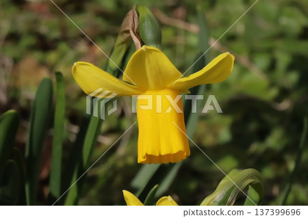 早春時節，花園裡盛開著小小的黃色水仙花（tetatat）。 137399696