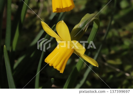 早春時節,花園裡盛開著小小的黃色水仙花(tetatat)。 早春時節,花園裡盛開著小小的黃色水仙花(tetatat)。 137399697
