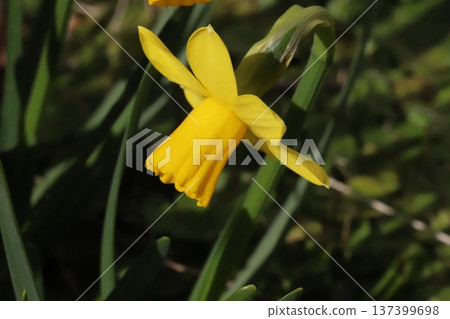 Small yellow daffodil (tetatat) flowers blooming in a garden in early spring Small yellow daffodil (tetatat) flowers blooming in a garden in early spring 137399698