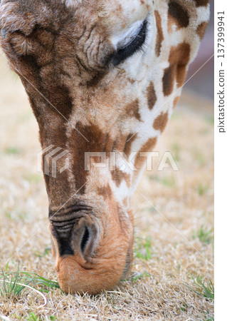 長頸鹿在享受春日青草。 137399941